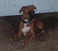 boxer moher