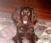 boykinspaniels