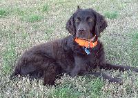 boykinspaniel casey