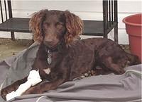 boykinspaniel lloyd
