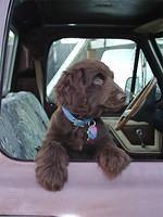 boykinspaniel susansuam