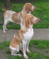 braccoitalianos