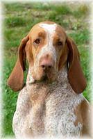 braccoitaliano kahuda
