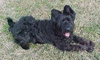briard coles