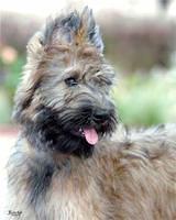 briard klang2