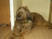 briard labuz