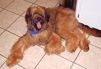 briard millis