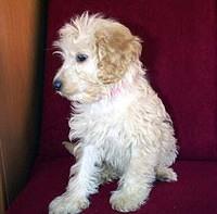 briquetgriffonvendeen braeman