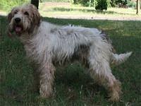 briquetgriffonvendeen oscar