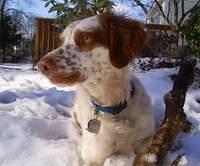 brittanyspaniels