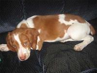 brittanyspaniel garnet
