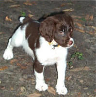 brittanyspaniel leon