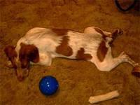brittanyspaniel nicki