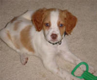 brittanyspaniel sheron