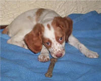 brittanyspaniel shilling