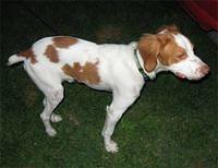 brittanyspaniel sztukowski
