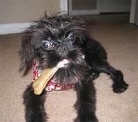 brusselsgriffons