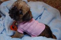brusselsgriffon crook