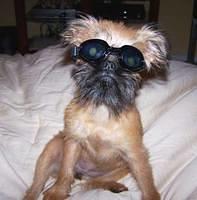 brusselsgriffon johnson