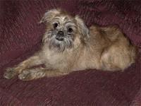 brusselsgriffon stiltner
