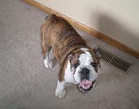 bulldogs