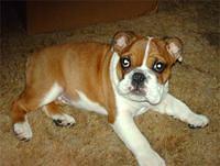 bulldog boone