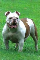 bulldog dawson