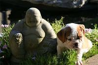 bulldog fortin