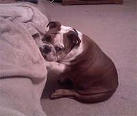 bulldog galloway