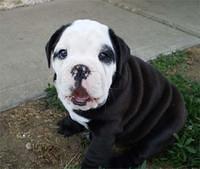 bulldog grummett