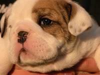 bulldog johnson
