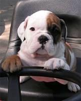 bulldog lake3