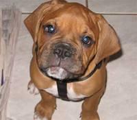 bullmastiffs