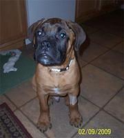 bullmastiff claxton