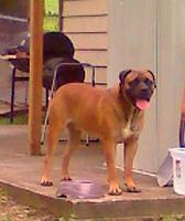 bullmastiff fejeran