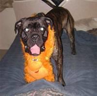 bullmastiff george