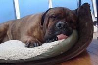bullmastiff gibson