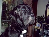 bullmastiff horsfield