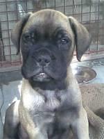 bullmastiff jagraon