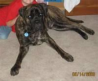 bullmastiff kelly