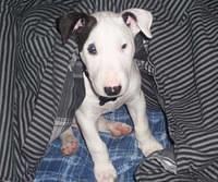 bullterriers