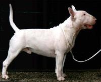 bullterrier john