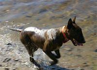 bullterrier sacobie