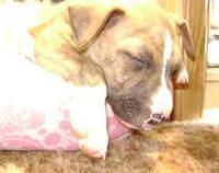 bullterrier simmons