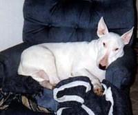 bullterrier simpson