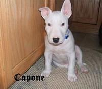 bullterrier tellez