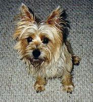 cairnterriers