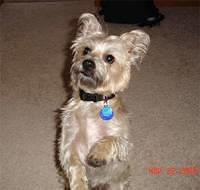 cairnterrier healy2