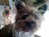 cairnterrier jacobs