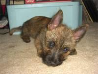 cairnterrier mallory